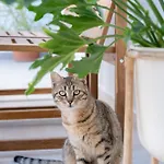 Nyaraló Gerani Kosz