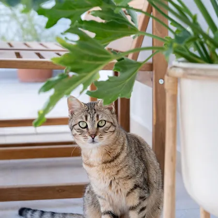 Feriehus Gerani Kos By